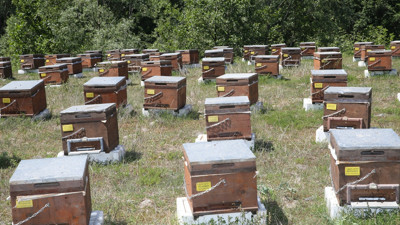 Arı sütüne ilgi arttı