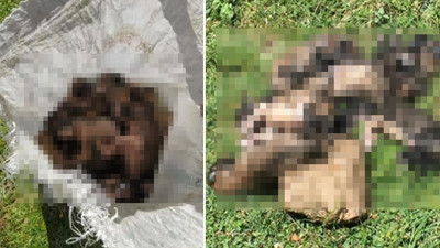 Denizli'de 20 yavru köpeği çuvallara koyup dereye attılar