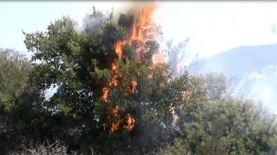 Bodrum'da makilik alanda yangın