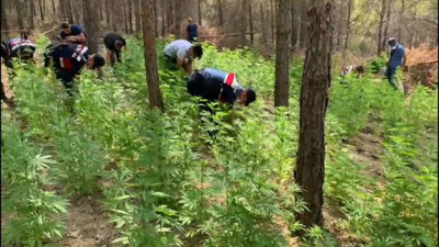 Mersin'de izinsiz kenevir ekimine 5 tutuklama