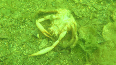 Marmara'nın dibinde hayat yok. Marmara'nın öldüğünün resmidir