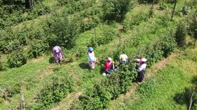 Bursa’da hasat başladı