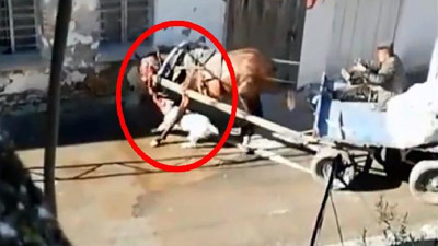 Sahipsiz Pitbull ata dehşeti yaşattı