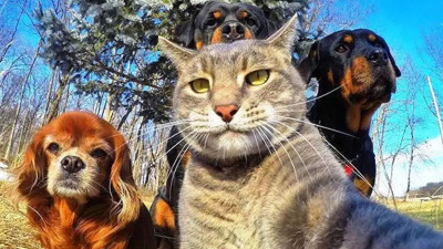 Hayvanları Koruma Kanunu teklifi Meclis’te