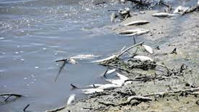 Karakaya Barajı'nda toplu balık ölümleri