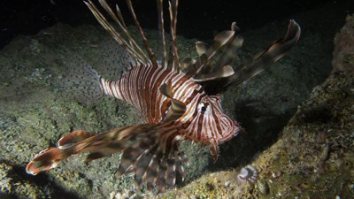 Dünyanın en tehlikeli 100 türünden 14'ü Türkiye'de