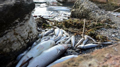 Küçükçekmece Gölü sahili ölü balıklarla doldu