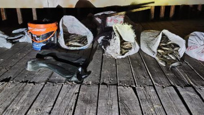 Van'da, kaçak avlanan 250 kilo inci kefali ele geçirildi