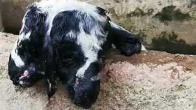 Çift başlı doğan kuzu, görenleri hayrete düşürdü