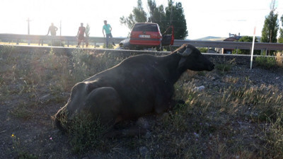 Sivas'ta otomobil mandaya çarptı: 3 yaralı