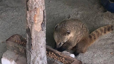 İstanbul'da ticareti yasak 12 hayvan ele geçirildi