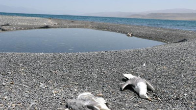 Van Gölü havzasındaki martı ölümlerinin sırrı ortaya çıktı