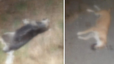 Pendik'te 17 köpeği işkence yapıp öldürdüler