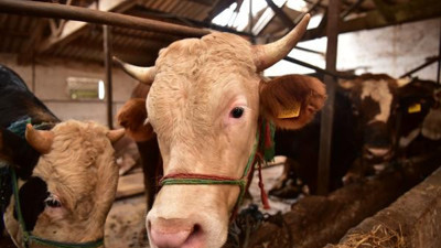 Tuzla’da kurbanlık satış ve kesim noktalarına denetim yapıldı