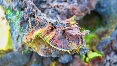 Antarktika'da yeni bitki türü