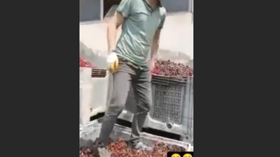 Vişneleri ayaklarıyla çiğneyenler serbest