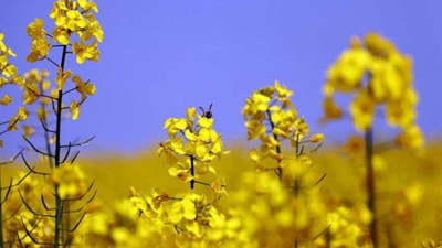 Devlet Kanola bitkisi tohumunun yüzde 50'sini karşılayacak