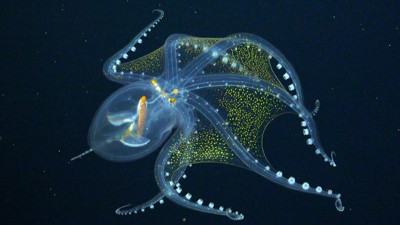 Cam Ahtapot ilk kez görüntülendi