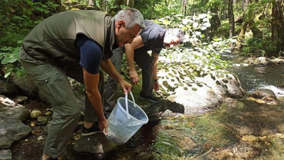 Kazdağları'nda derelere yavru kırmızı benekli alabalıklar bırakıldı