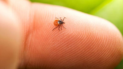 Sivas'ta 9 kişiyi öldürdü, 200 kişiyi hastanelik etti