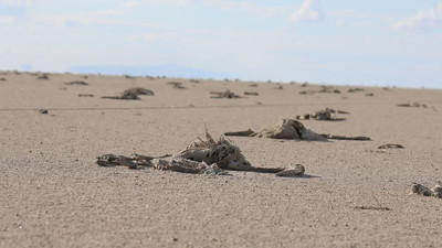 Anketlerdeki son durum darmadağın oldu. Bunu gören herkes gerçeği anlayıp oyunu değiştirdi