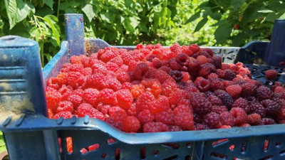 Dağların zirvesinde yetişiyor kilosu 30 TL'den satılıyor