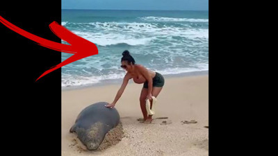 Foka dokundu hayatının hatasını yaptı. Bu fotoğrafın bedeli çok ağır oldu