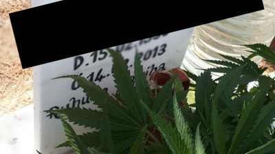 Mezara kenevir ektiler