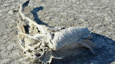 Flamingo ölümlerinin nedeni belli oldu. Prof. Arslan korkunç gerçeği açıkladı