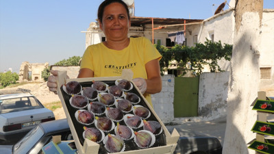 Mersin'de siyah incir hasadı başladı