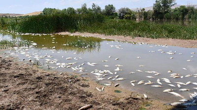 Balık ölümlerinin sebebi belli oldu
