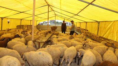 Kurban pazarlarında durum vahim. Besiciler isyan etti