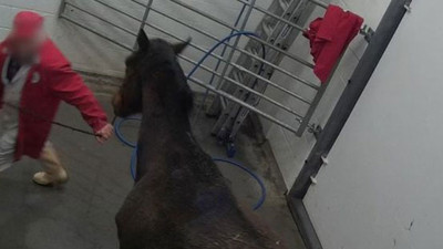 Binlerce atı bakın kimler yemiş