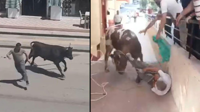 Kesileceğini anlayan boğanın Ankara Savaşı