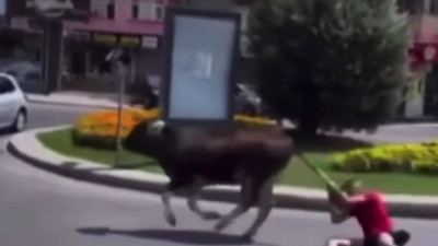 Öleceksem beraber ölelim diyerek yerlerde sürükledi. Dana sahibine acımadı