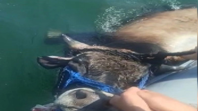 Kesilmekten kaçan dana Haliç'i boydan boya geçti