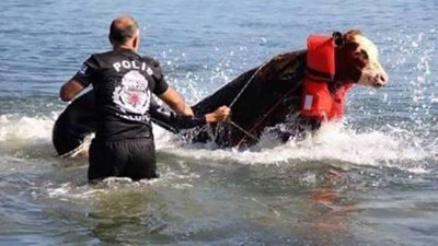 Unutulmaz Kurban Bayramı fotoğrafı yorumu: ''Anam avradım olsun ben bir balinayım''