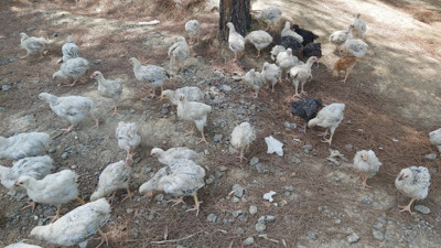 Eskiden bebekler terk edilirdi. Şimdi yüzlerce civciv ölüme terk edildi.