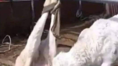 Annesi kesilen kuzunun hali görenleri ağlattı