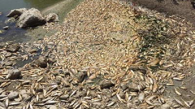 Bir çevre felaketi daha. Binlerce balık kıyıya vurdu