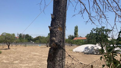 Ağaç budarken kendi boğazını kesti