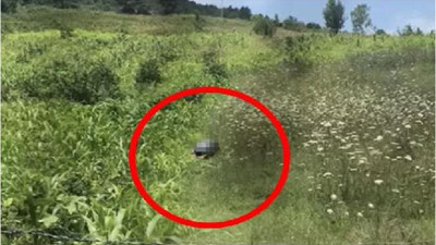 Bartın'da iğrenç olay. Tarlada köpeğe cinsel istismarda bulundu