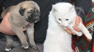 Kangal ve Van kedisine izin çıktı