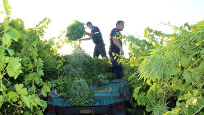Üzüm bağında binlerce kök Hint keneviri ele geçirildi