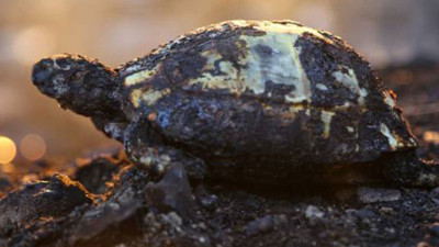 Yürekleri yakan fotoğraf geldi. Ormanları yakan eller kırılsın