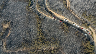 Ormanları yakılan Milas'ta acı görüntü. Yaşamı öldürdüler