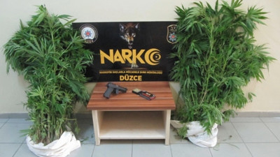 Fındık bahçesinde hint keneviri yetiştirdiği iddia edilen kişiye gözaltı