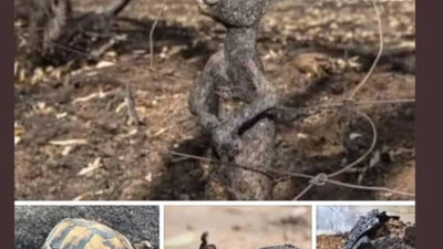 Kahrolsun ormanları yakan eller. Utanın