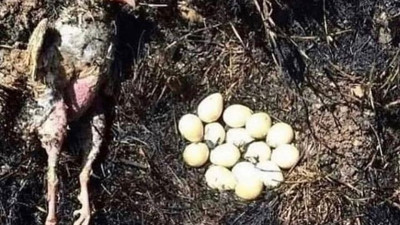 Yavrularını korumak için uçmadı. O bir can, o bir anne