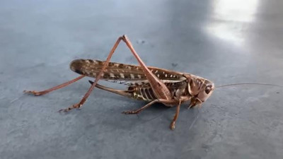 İstanbul'un iki ilçesinde alarma geçildi. Vatandaş sokağa çıkmaya korkuyor